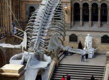 dinte fosilă de Prognathodon