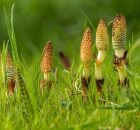 Equisetum arvense