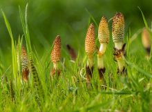 Equisetum arvense