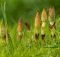 Equisetum arvense